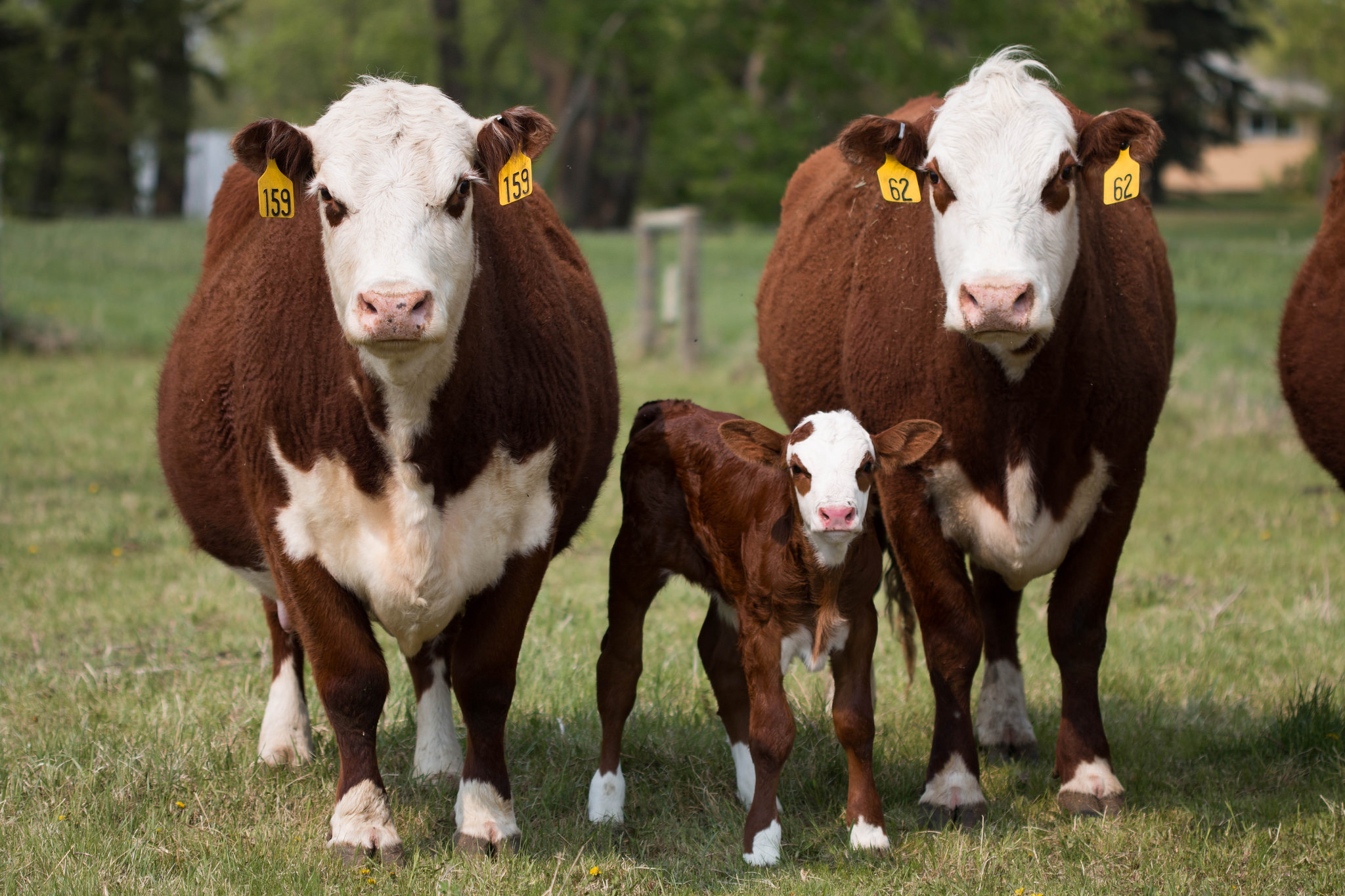 two cows and calf