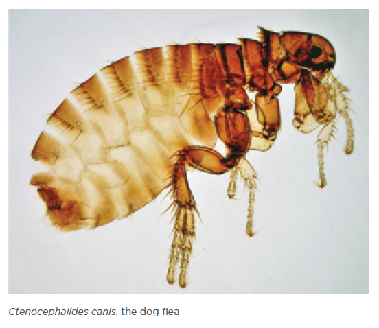 are cat fleas the same as dog fleas