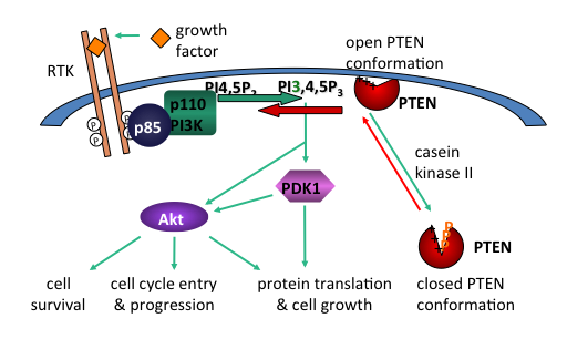 pi3k pathway