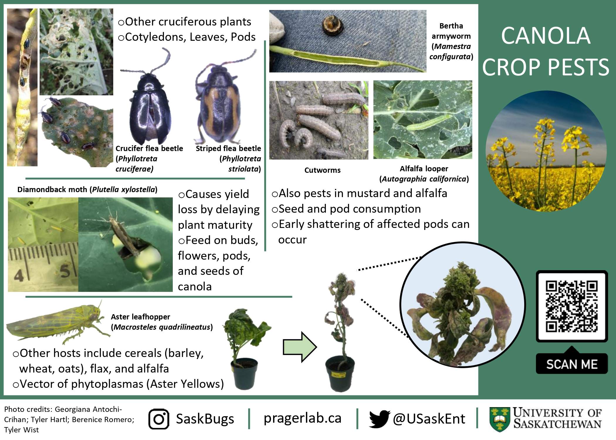Crop pests - Canola