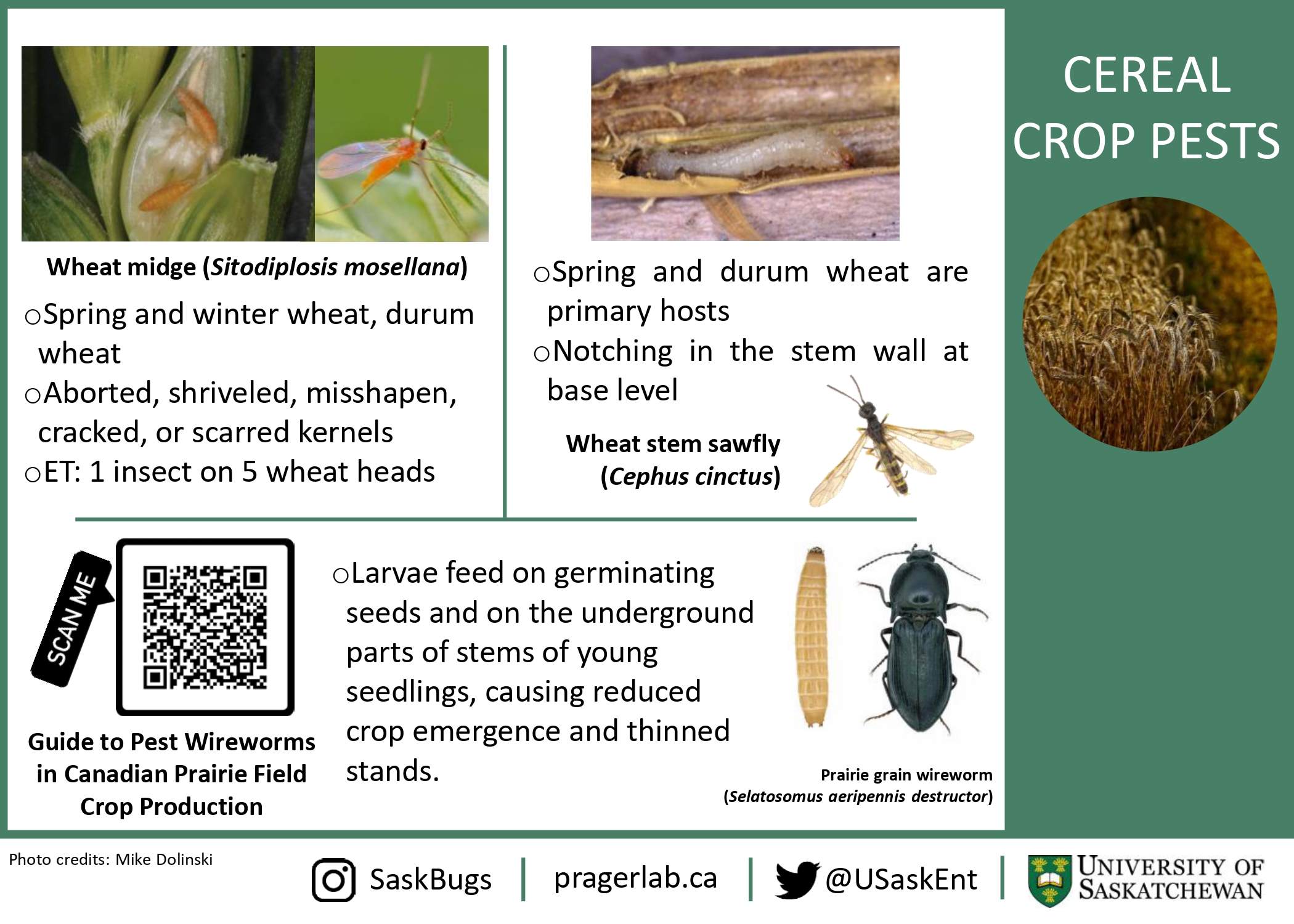 Crop pests - Cereals