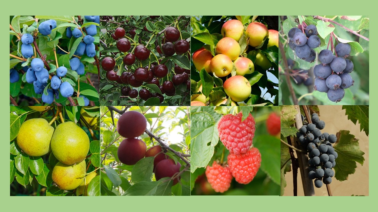 Fruit Tree Nurseries In Ontario Canada Fruit Trees