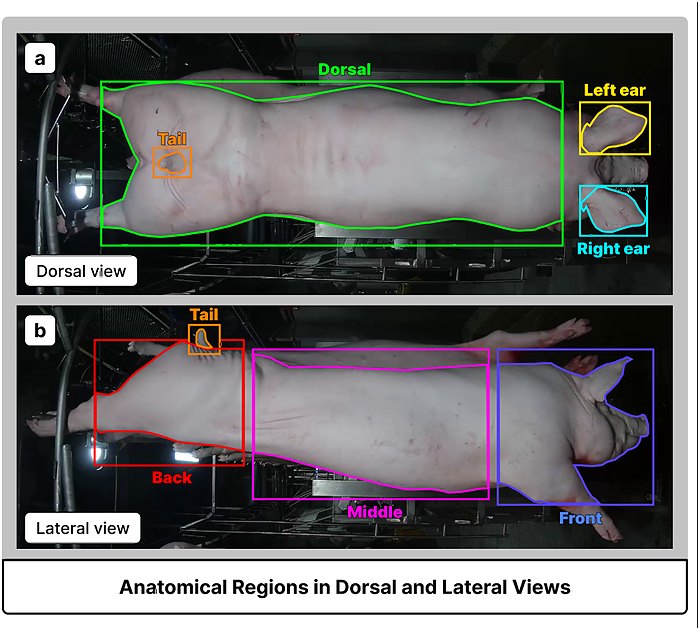 Dorsal and lateral photographs of a pig carcass with the anatomical regions outlined and labelled.