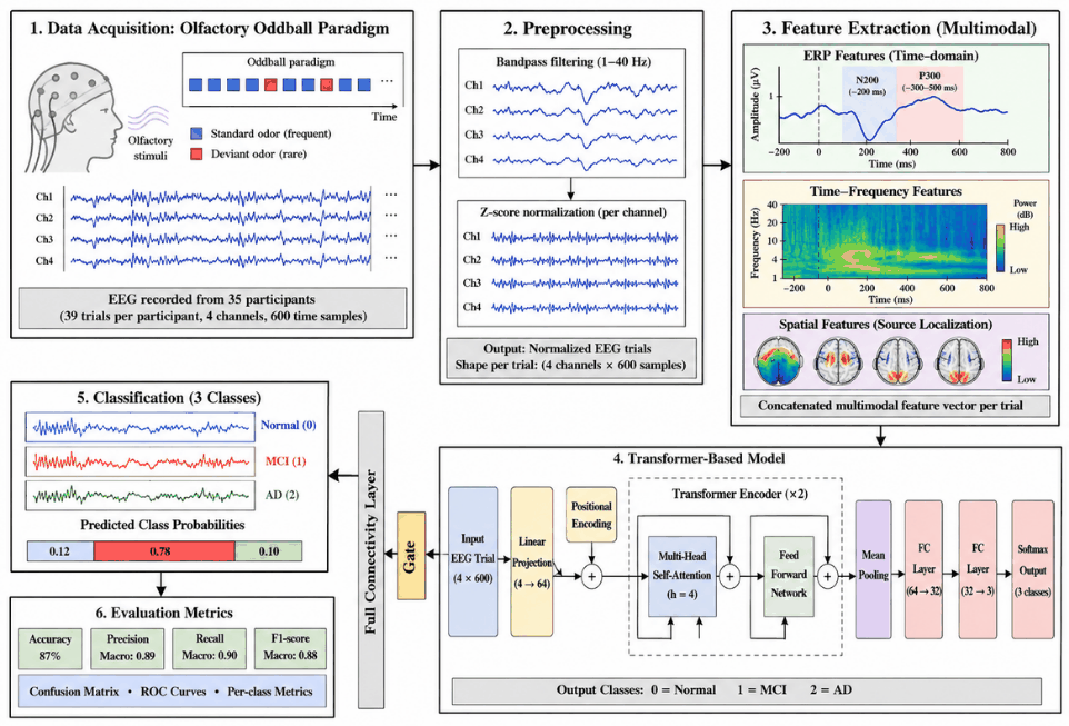 Pipeline for the olfactory ERP classifier: oddball recording, preprocessing, multimodal feature extraction, transformer classifier and evaluation.