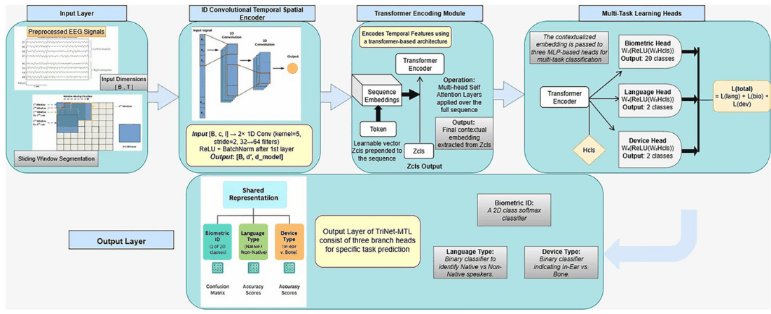 TriNet-MTL architecture: a shared convolutional and transformer encoder feeding separate biometric, language and device heads.