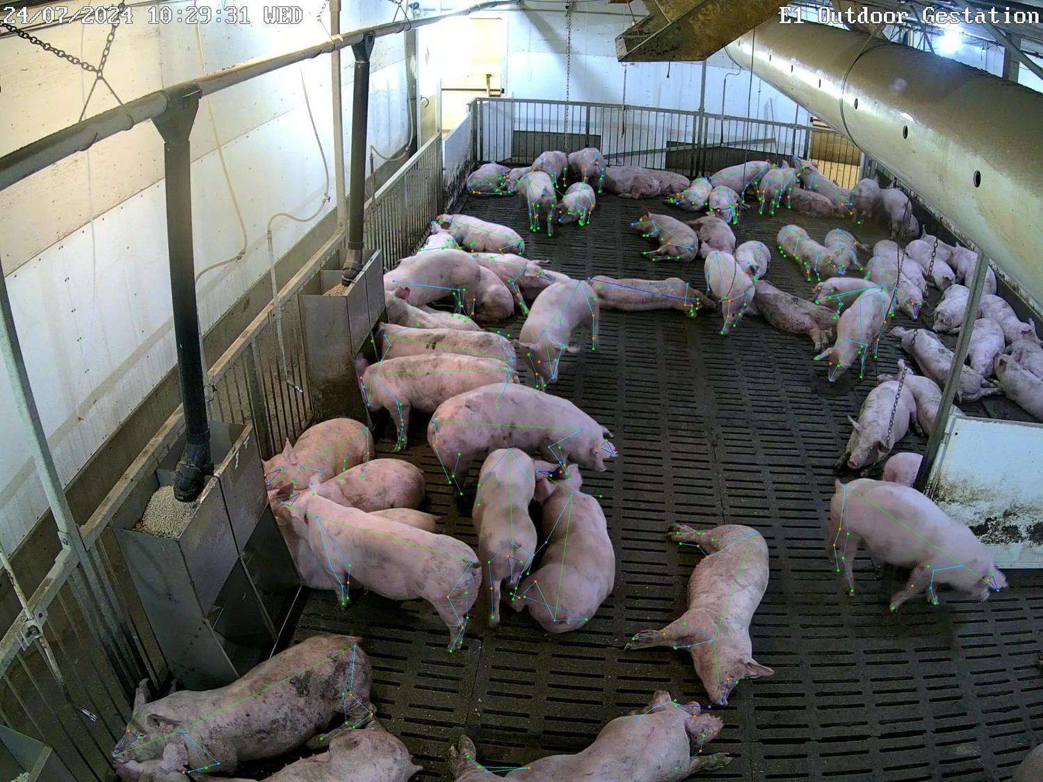 Overhead camera view of pigs in a barn pen, used as input for pose estimation.