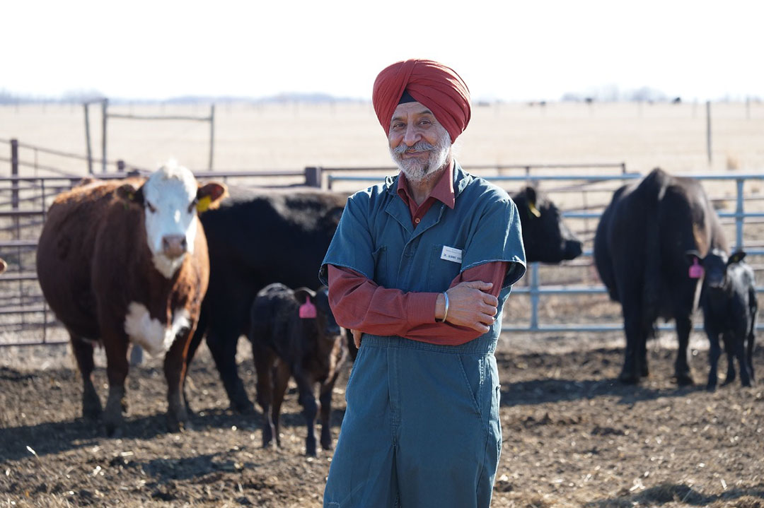 Dr. Jaswant Singh (DVM, PhD), researcher at USask’s Western College of Veterinary Medicine (WCVM), has spent his career researching the reproductive management of cattle. Photo: Erin Matthews.