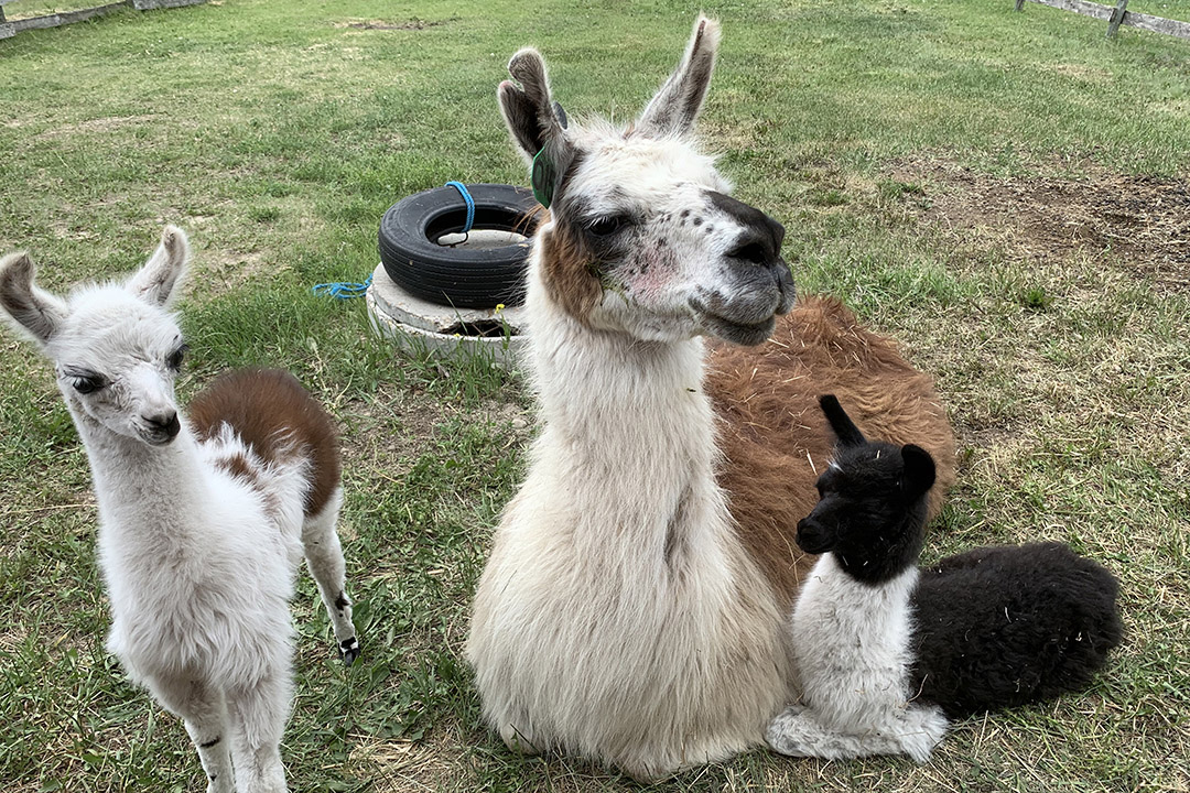 Female alpaca with two young alpacas. 