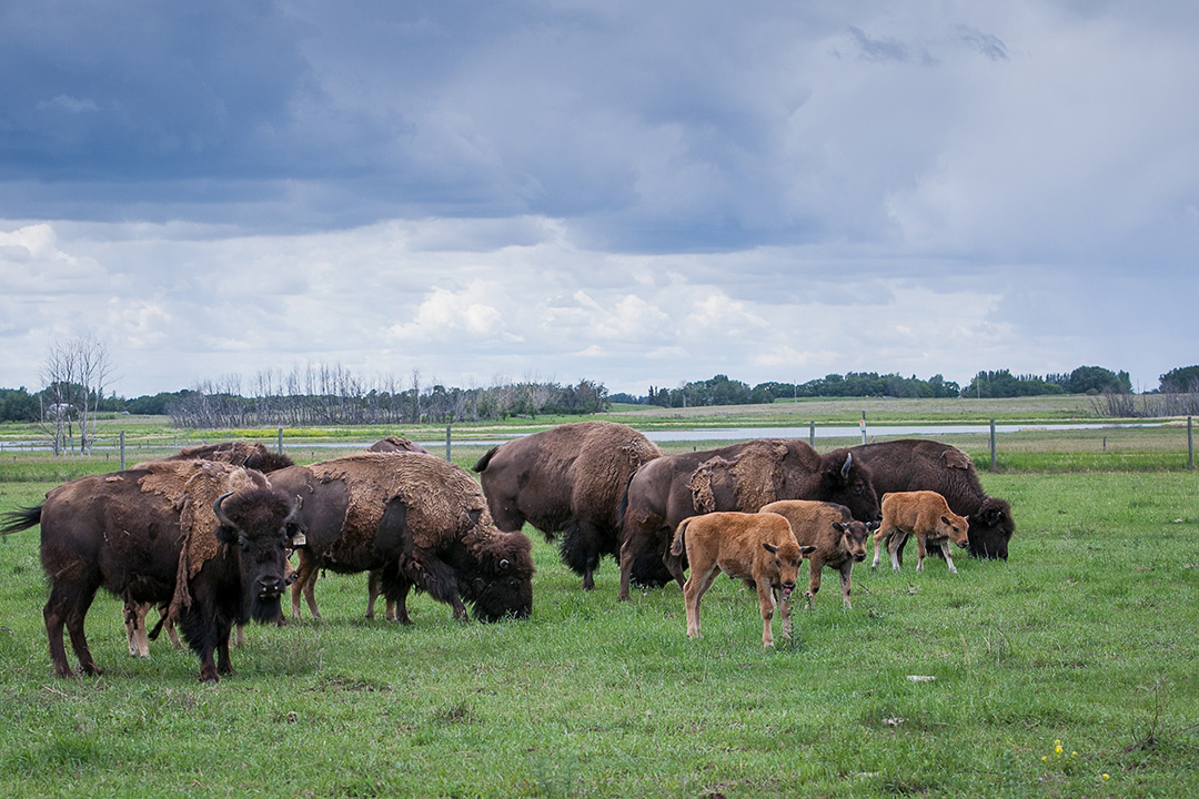 A herd of bison at the LFCE's Native Hoofstock Teaching and Research Facility. Photo: Christina Weese.