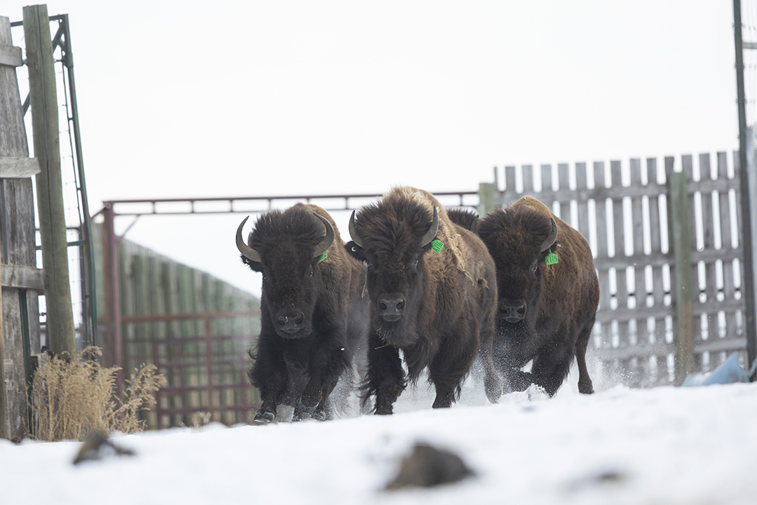A small group of bison enters into a small pasture at the University of Saskatchewan's Livestock and Forage Centre of Excellence. (Photo: Dave Stobbe)