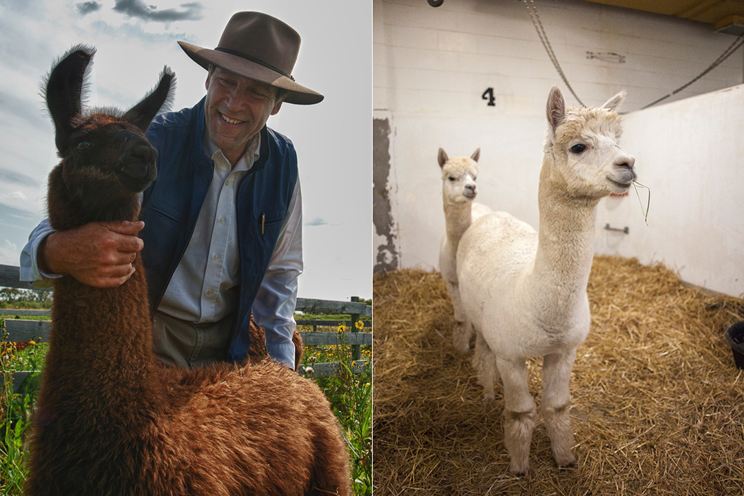 llama and alpaca