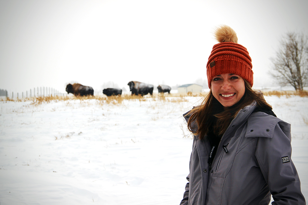 PhD student Miranda Zwiefelhofer with Wood Bison at the USask’s Livestock and Forage Centre of Excellence. Photo: Eric Zwiefelhofer.
