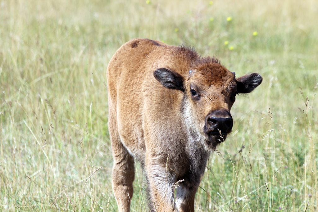 Skeeter, one of the bison calves at one month of age. Photo: Miranda Zwiefelhofer. 