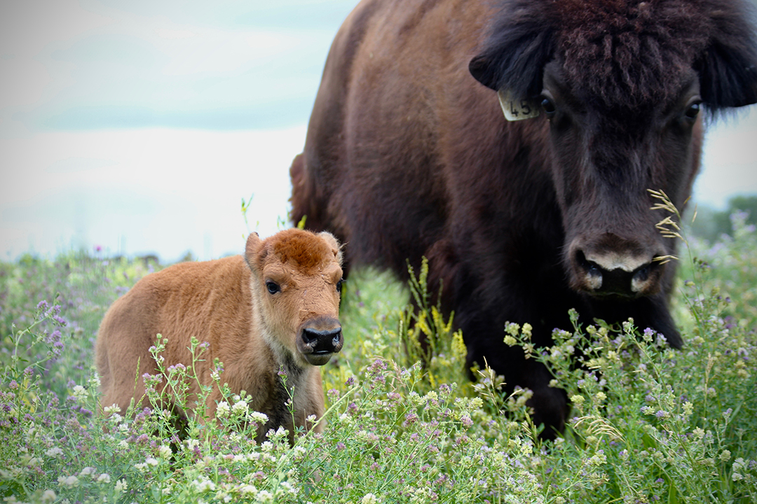 ay-old Honey is one of several wood bison calves born from in vitro embryos at the LFCE's Native Hoofstock Research and Teaching Unit. Photo: Miranda Zwiefelhofer.