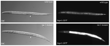 photos showing expression of the UPR-marker transgene hsp-4::GFP in intestinal cells