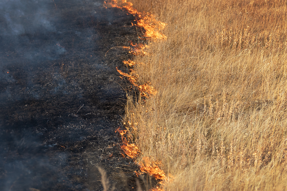 Prescribed Fire - Back Fire