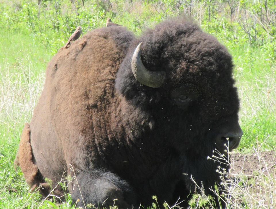 National Bison Range, Montana, USA (Photo by Anthony Johnston)